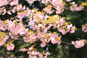 葉桜と河津桜