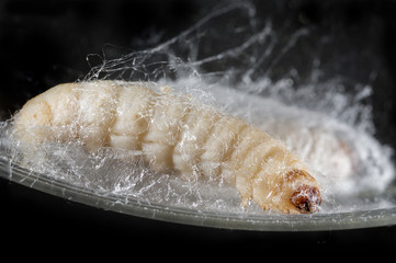 Galleria mellonella; wax moth - bee parasite - microscope photo