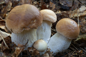 Boletus reticulatus (also known as Boletus aestivalis). Photo has been taken in the natural forest background.