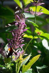 butterfly, butterflies, flowers, plants, trees