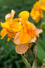 Fototapeta premium Blossoms of a yellow gladioli in the garden