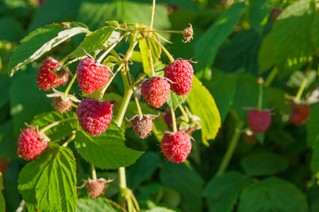 Close up of the ripe and unripe raspberry in the fruit garden. Growing natural bush of raspberry. Branch of raspberry in sunlight.