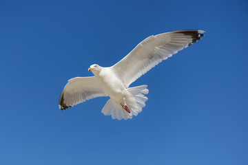 Single seagull flying against background 
of blue sky.