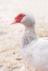 Duck breeds with red beak on a farm