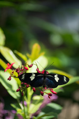 butterfly, butterflies, flowers, plants, trees