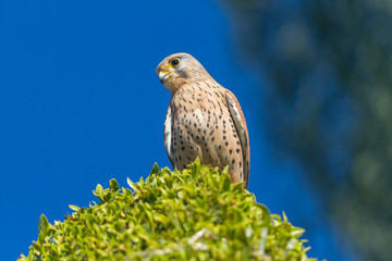Falcon