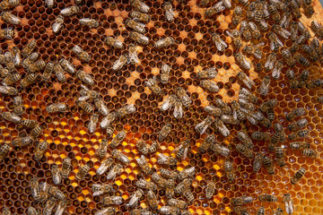 Close up view of the working bees and collected pollen in the honeycomb.