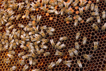 Busy bees inside hive with sealed cells for their young.