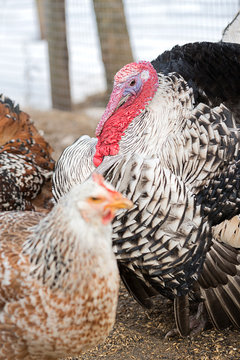 Turkey with its beautiful beak is in the chicken yard