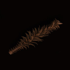 Dead Branch Black Background Still Life Fine Art Image