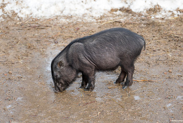 Pig drinks water from puddles in the pasture