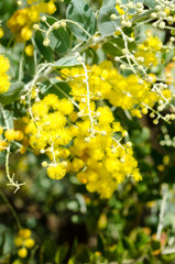Fluffy fragrant yellow