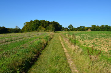 Fototapeta na wymiar Chemin agricole dans le Bessin à Lantheuil (Région de Bayeux - Calvados)