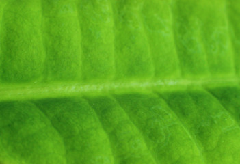 green leaf, part of the green sheet,, the veins of the leaves