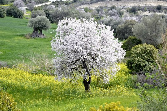 Landscape of almond trees and cloudy sky