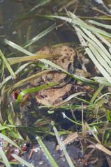 Reproduction of the frogs - mating of toads