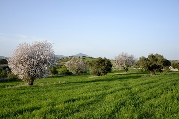 Fototapeta premium Landscape of almond trees and cloudy sky