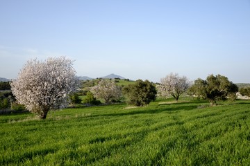 Landscape of almond trees and cloudy sky
