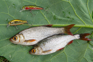 Common rudd fish and fishing baits on natural background.