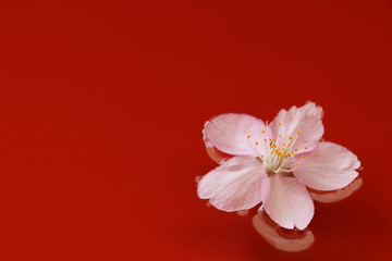 Japanese cherry blossom on red water