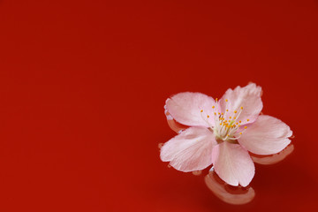 Fototapeta premium Japanese cherry blossom on red water