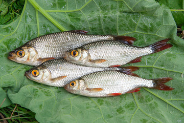 Pile of the common rudd fish on natural background.