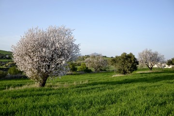 Landscape of almond trees and cloudy sky