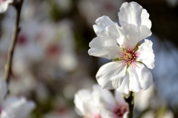 Fototapeta na wymiar Details of wild almond flowers and leaves