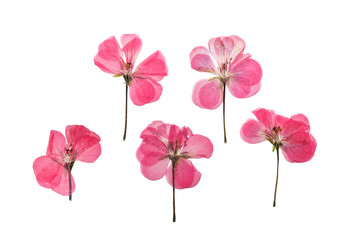 Pressed and dried pink flowers geranium, isolated