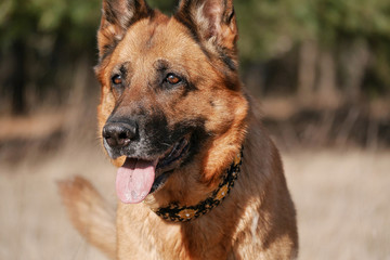 Große Hundeaugen voller Erwartung