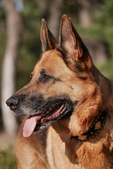 Let`s swing into spring: Der Frühling kommt und mit ihm auch die Frühlingsgefühle beim Hund