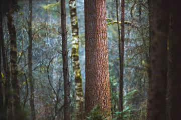 Large tree trunk of pine in forest. - obrazy, fototapety, plakaty