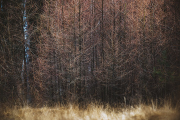 Row of brown colored pine trees in winter.