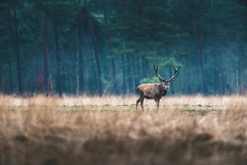 Red deer stag standing in open field of forest.