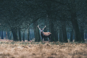 Red deer stag standing in field at edge of forest.