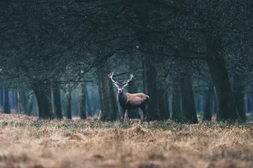 Foto op Plexiglas Hert Edelhert hert staande in het veld aan de rand van het bos.