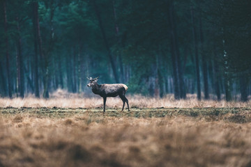 Male red deer standing in meadow of forest.