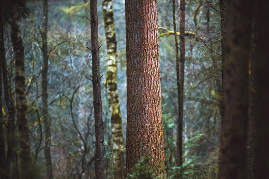 Fototapeta Large tree trunk of pine in forest.