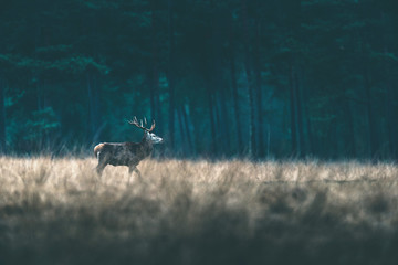 Red deer stag walking solitary in forest meadow.