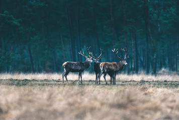 Three red deer standing together in forest meadow.
