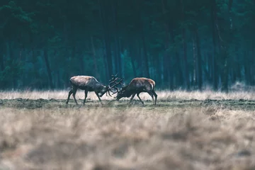 Foto op Canvas Two red deer stag fighting with antlers in forest meadow. © ysbrandcosijn