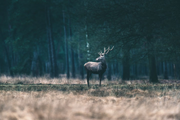Red deer stag solitary in forest meadow.