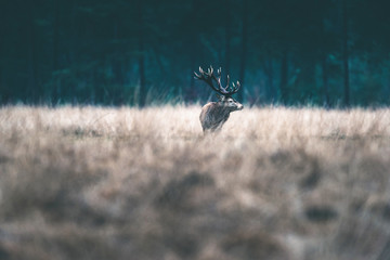 Red deer with large antlers in tall grass of forest meadow.