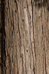 Hinoki cypress - ヒノキの樹皮