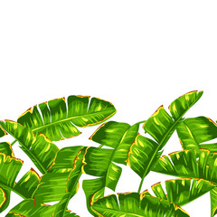 Seamless pattern with banana palm leaves. Decorative tropical foliage