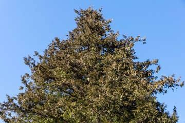 Hinoki cypress - 青空とヒノキ