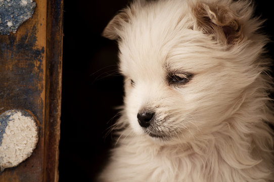 Puppy
