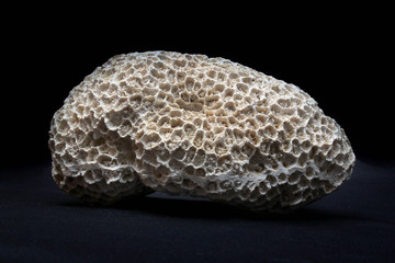 Petrified coral on black background
