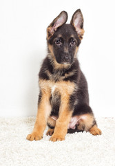 Shepherd puppy on a fluffy carpet