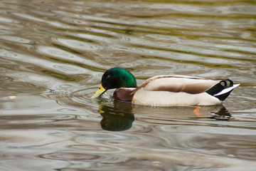 mallard duck male swimming in the lake